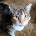 Rose Holcomb - Facebook
