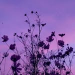 Rose Holcomb - @rose_987654312 - Instagram