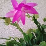 Rose Phipps Holcomb - @phippsholcomb - Instagram