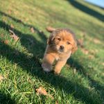 Dixie Rose Holliday - @dixieroseholliday - Instagram