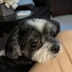 Rosie Inskeep - @rosie.dog.inskeep - Instagram