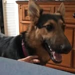 Rose Jaramillo - @rosethek9 - Instagram