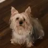 RoseJay - @dogs_are_cute2010 - TikTok