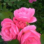 JepsenRosesandHerbs - @jepsenrosesandherbs - Instagram