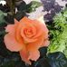 Rose-marie Jepsen - Facebook