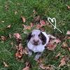 Rose hope Johnstone - @rose.johnstone - TikTok