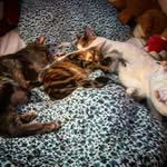 rose_inshape - @rose_joubert_baudry - Instagram