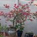 Rose Kalinowski - Facebook
