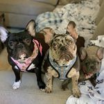 Bella Rose, Kamara, & Blu Ivy - @the_3_bullies - Instagram