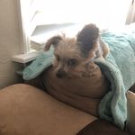 Axl Rose Kauffman 🌹 - @axlyorkiepup - Instagram