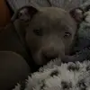 Stella Rose Keene 🤍🐾 - @stellathebullygirl - TikTok