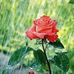 Rose Keith - Facebook