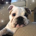 Rose Kern - @rose_thebulldog_kern - Instagram