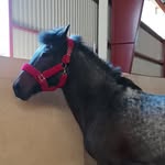 Rose Kern - @rose_horses_128 - Instagram