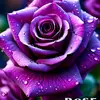 rosekern1570 - @rosekern1570 - TikTok