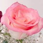 🌹 rose - @rose_kindergarten - Instagram
