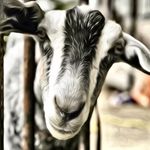 Rock Rose Kinder Goats - @rock_rose_kinder_goats - Instagram