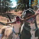 Rose and Kingston - @kingstonpitt - Instagram