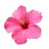 rosekitchen_maroc - @rosekitchen_maroc - TikTok