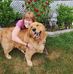 Rose Klatt - Facebook