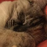 Luna Rose Knudsen - @luna_kitti - Instagram
