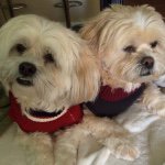 Rose Knudsen - @rknudsen35comcastnet - Instagram