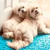 rose knudsen - @rose.knudsen - TikTok