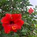 Rosemary Knutson - Facebook