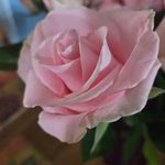 Rosemarie Koenig Schleifer - @rose_koenig_schleifer - Instagram
