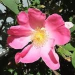 Rose Krause - @russellak2 - Instagram