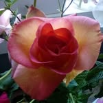 Rose Krause - @rosejf2000 - Instagram