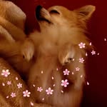 Rose Anne Krebs - @roseannekrebs - Instagram