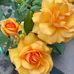 Rose Kumpf - Facebook