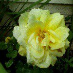 lilah rose kwiatkowski - @flowersandgardens2702 - Instagram