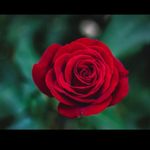 Rose Lachance - @lachance.rose - Instagram