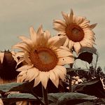 Rose Lachance - @preppyxrose - Instagram