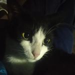 Meow - @rose_lance_ - Instagram