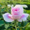 Rose Laporte - @rose_laporte - TikTok