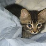 Rose Larson - @animals55024lovergirl - Instagram