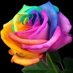 Rose Rodriguez-Larson - @roselarson - Instagram