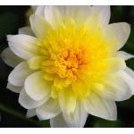 Bella Rose Lester - @plant_pics17 - Instagram