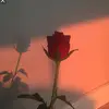 𝚁𝚘𝚜𝚎シ - @rose_lile - TikTok