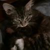 rosalee - @rose_lion10039 - TikTok