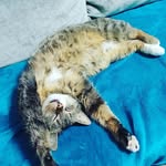 rose-lion - @roselion2022 - Instagram