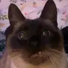 Roseylion - @roseylion - TikTok