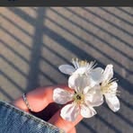 Rose Lis - Facebook
