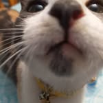 Everly-Rose Longoria - @honeybee_thecalico - Instagram