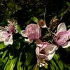rose - @roselovett_ - TikTok