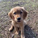Rose Loyd - @rose_the.golden.girl - Instagram