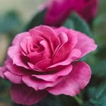 Rose Malone - @rosemalone968 - Instagram